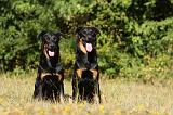 BEAUCERON 712